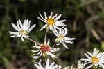 Pine barren whitetop aster